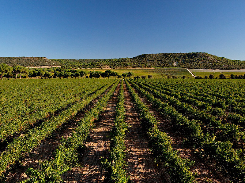 Real Tasting Experiences Ribera del Duero