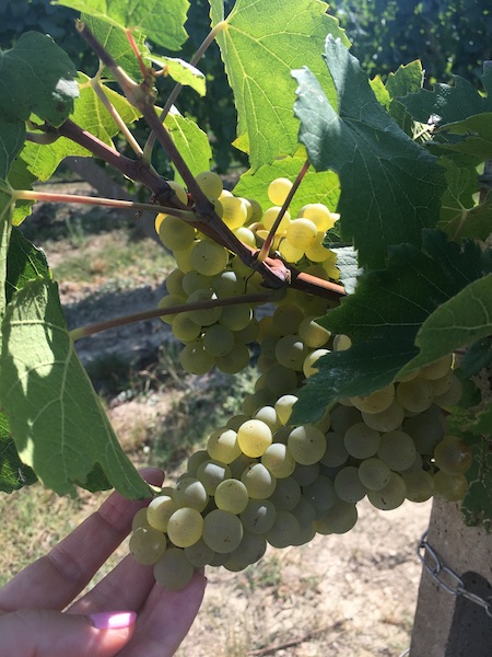 Trebbiano di Lugana Grapes Wine tour lake garda