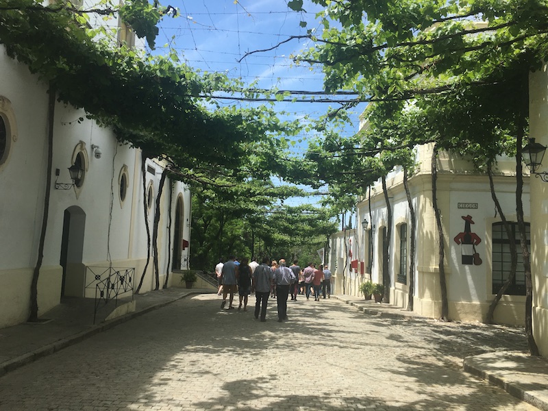 Visiting Bodegas Tio Pepe Colorful wines