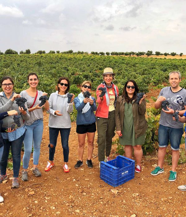HARVEST-colorful-wines