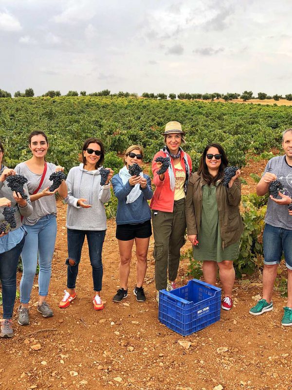 HARVEST-colorful-wines
