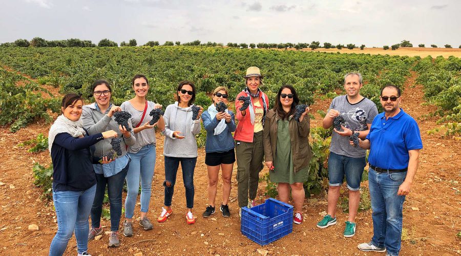 HARVEST-colorful-wines