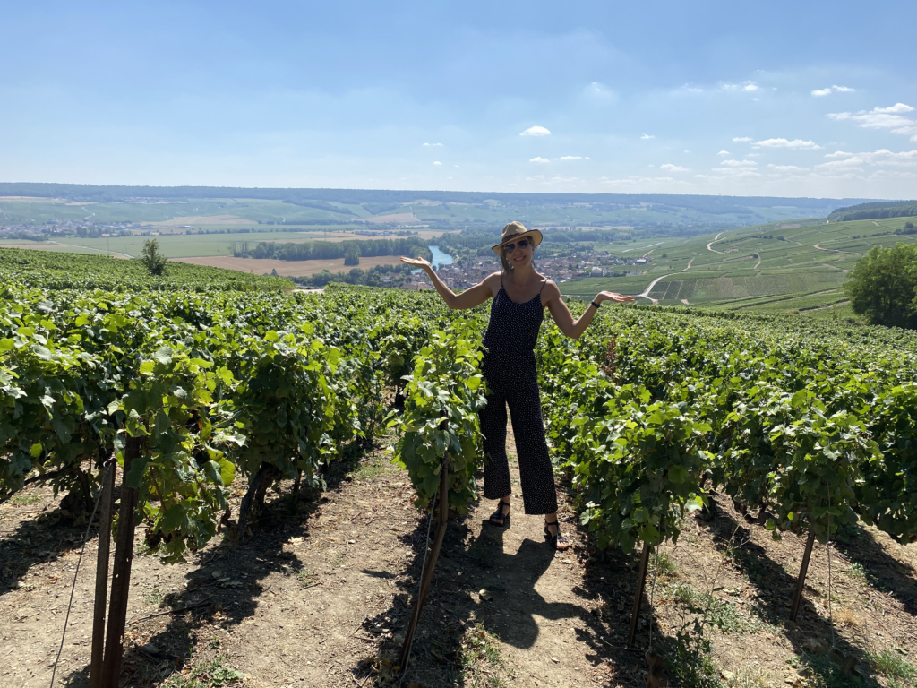 Champagne vineyards