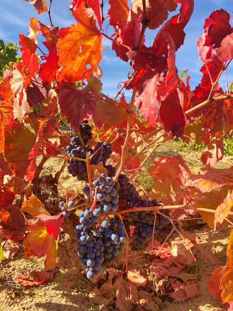 Tempranillo grapes in vineyard in Spain