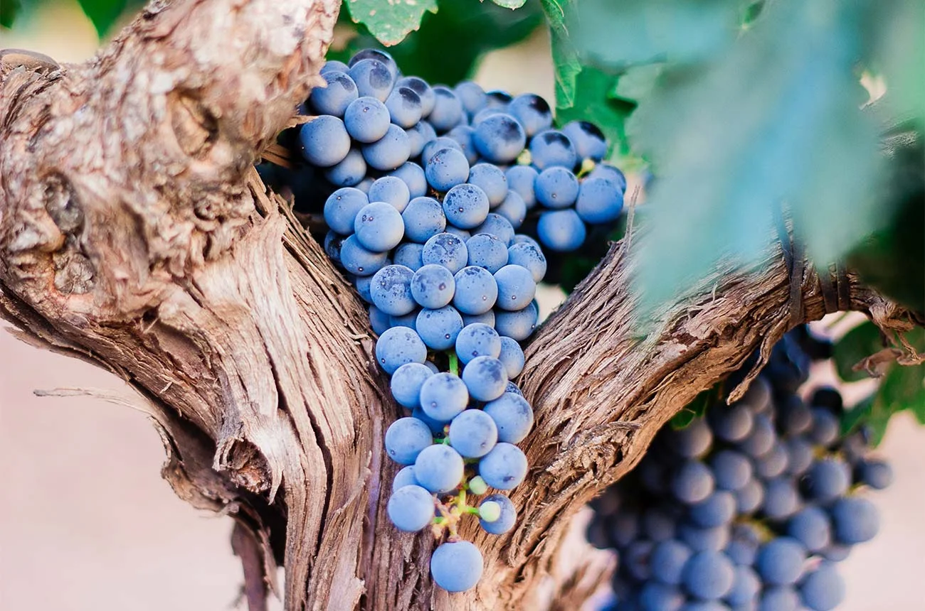 garnacha-grapes-wine-regions