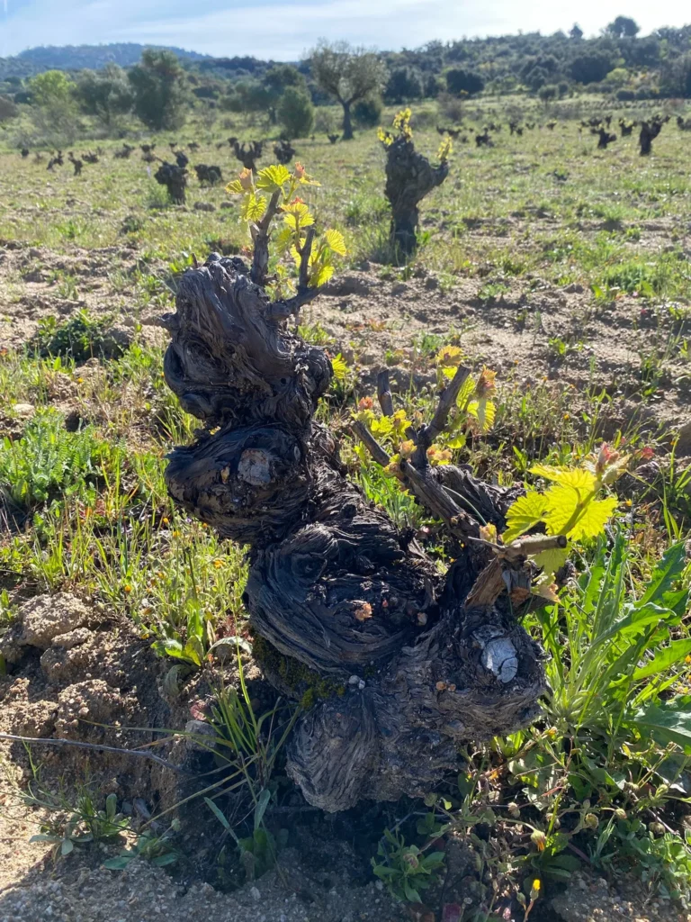 Garnacha_wines_Spain