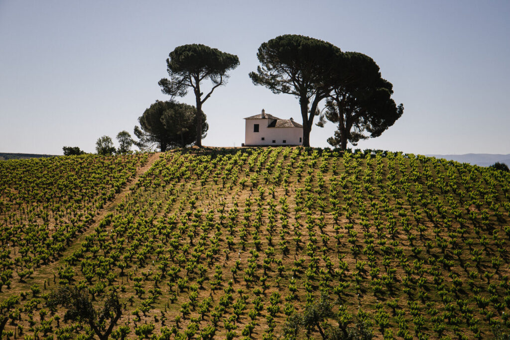 Foto Bierzo Cortesía Consejo de Bierzo