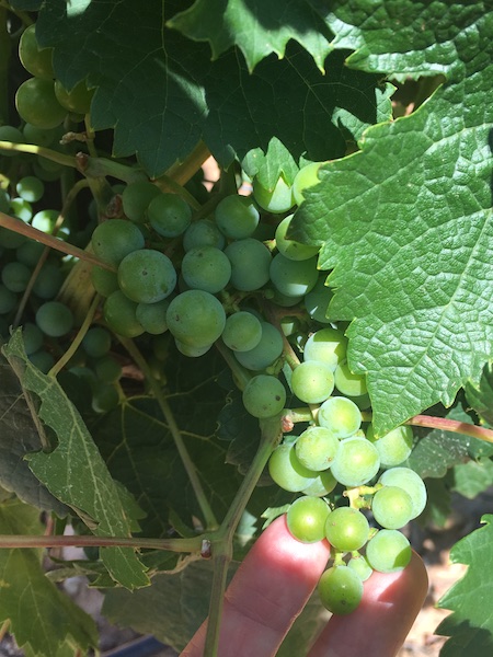 Tempranillo_grapes_at_finca_rio_negro_winery_tour