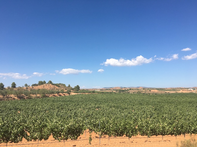 Vines in the Spanish wine region of Utiel-Requena DO