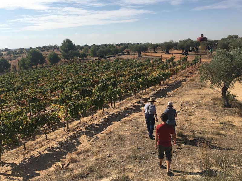 Vineyard walk at Bodega Qubél in Madrid wine region