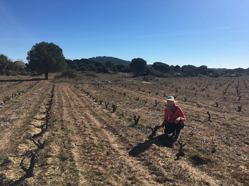 Garnacha vines in Las Moradas de San Martín in winter