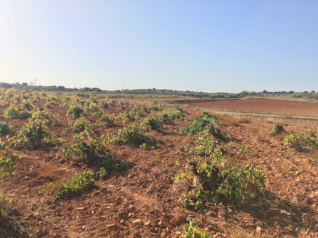 Pre-Phylloxera Airén vines belonging to Andrés Morate winery