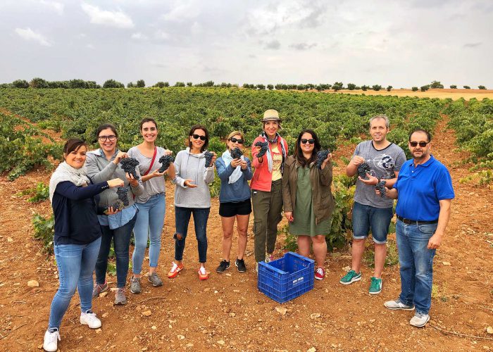 HARVEST-colorful-wines